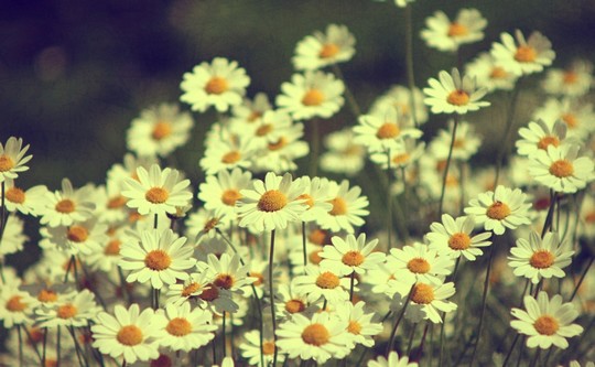 A field of pretty daisies