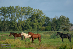 Four horses (one white, one medium brown, one dark brown and one black) on a meadow with trees in the background